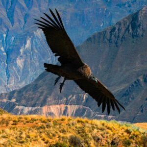 Arequipa Colca Canyon